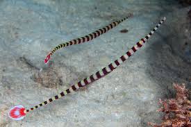 Banded Pipefish – Doriorhamphus dactyliophoru