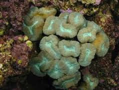 Trumpet Coral; Colored – Caulastraea species - Corals