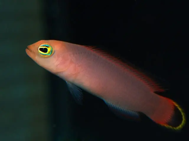 Red Head Pseudochromis – Pseudochromis elongatus - Fish