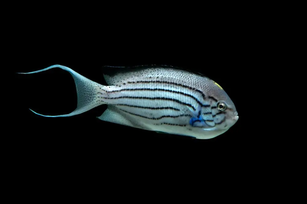 Lamarck Angelfish; Male - Genicanthus lamarck