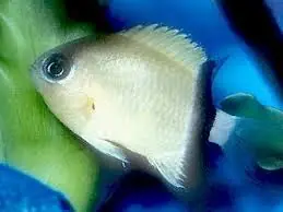 Black Bar Chromis - Chromis retrofasciata