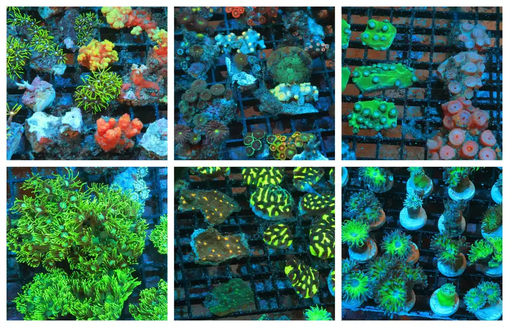 Nano Coral Package Mix 24 pc. – Assorted sp. - Corals