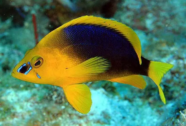Shy Hamlet; Atl. – Hypoplectrus guttavarius - Fish
