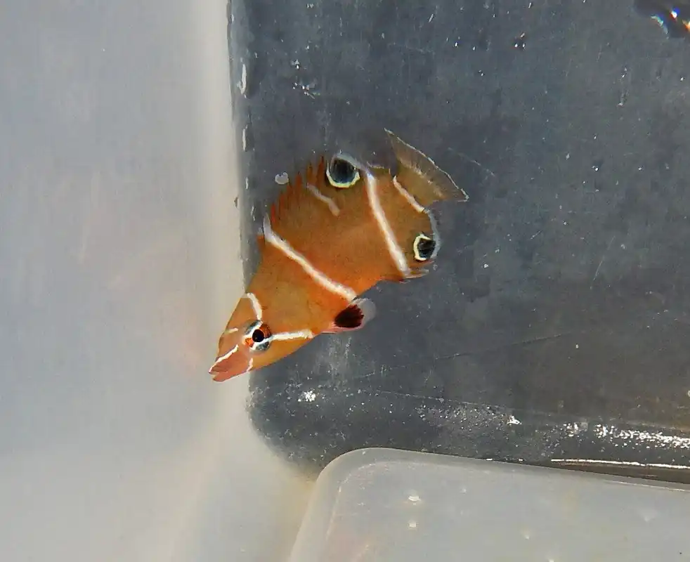 Starry Eye Possum Wrasse (Flatworm Eater) – Wetmorella albofasciata - Fish