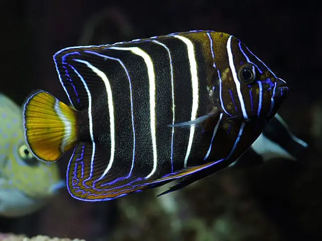 Chrysurus Angelfish Africa Pomacanthus chrysurus