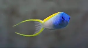 Forktail Blenny Meicanthus atrodorsalis - Fish
