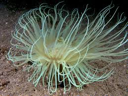 Tube Anemone; Color – Cerianthus sp. - Invertebrates
