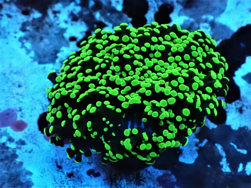 Frogspawn Coral; Wall; Metallic; Australia – Euphyllia divisa - Corals