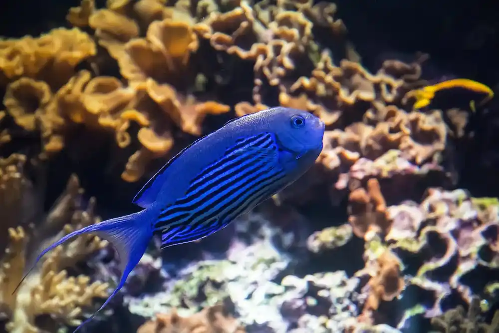 Watanabei Angelfish; Male Genicanthus watanabei