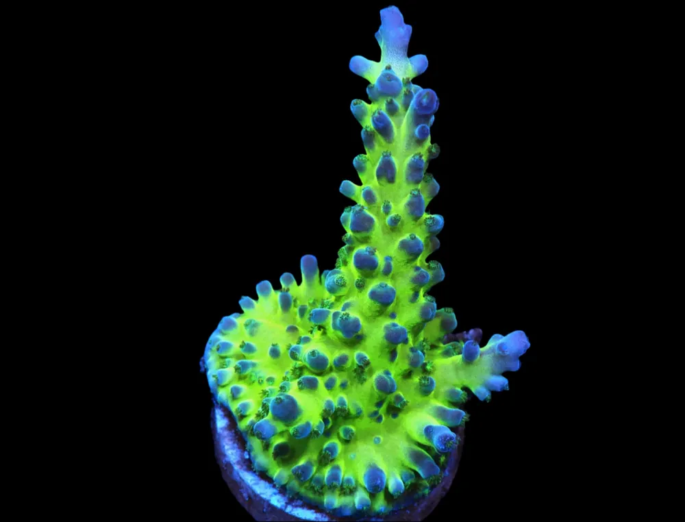 Miyagi Tort Acropora; Cultured - Acropora tortuosa