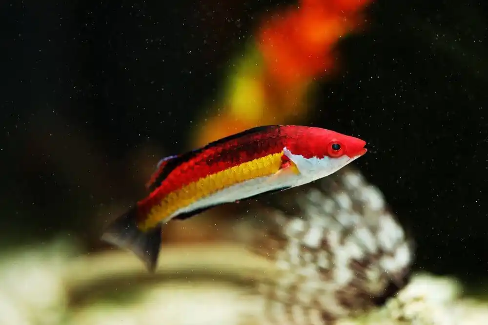 Naokos Fairy Wrasse; Male – Cirrhilabrus naokoae - Fish