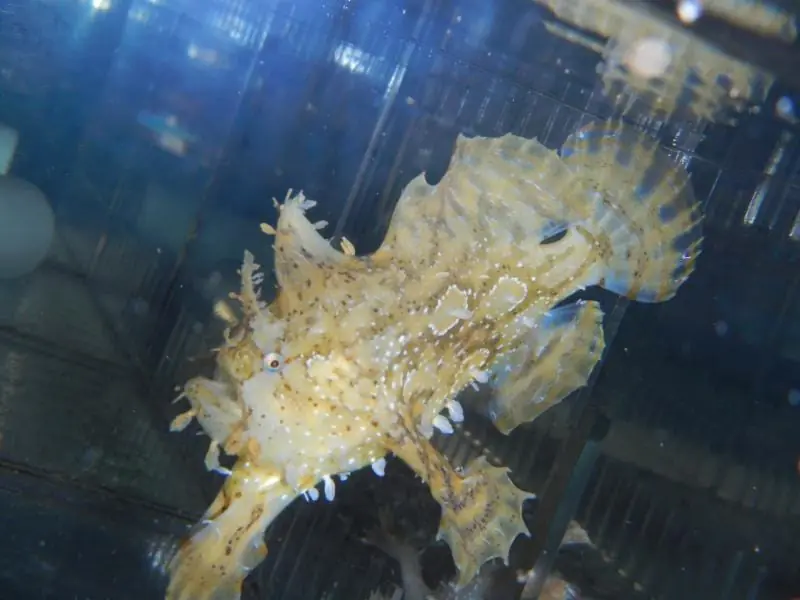 Sargassum Angler Histrio histrio - Fish