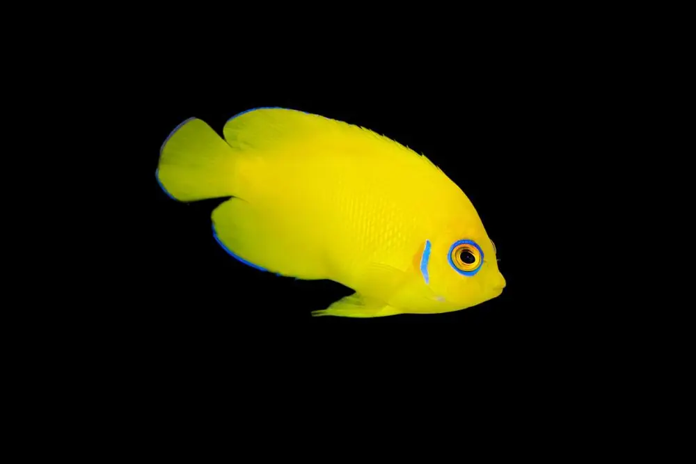 Lemonpeel Angelfish Centropyge flavissima