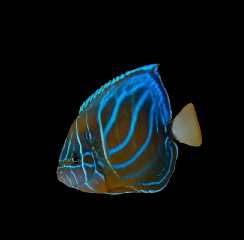 Changing Annularis Angelfish Pomacanthus annularis