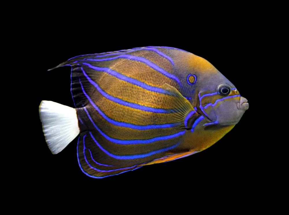 Annularis Angelfish Pomacanthus annularis