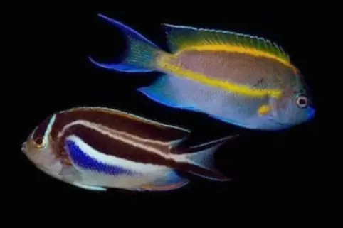 Bellus Angelfish Pair Genicanthus bellus