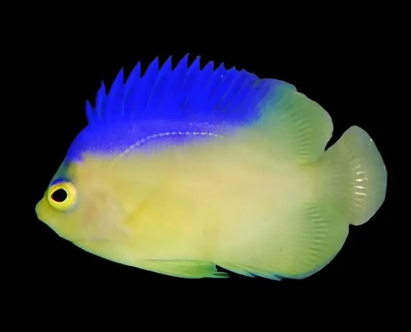Colini Angelfish Centropyge colini