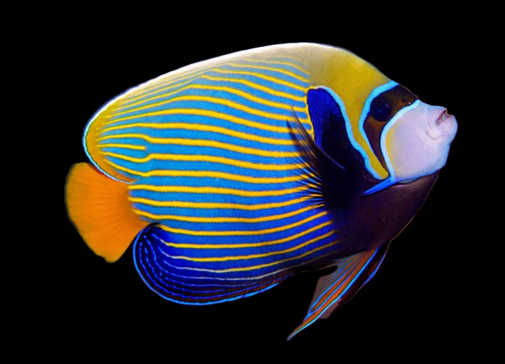 Imperator Angelfish Africa Pomacanthus imperator