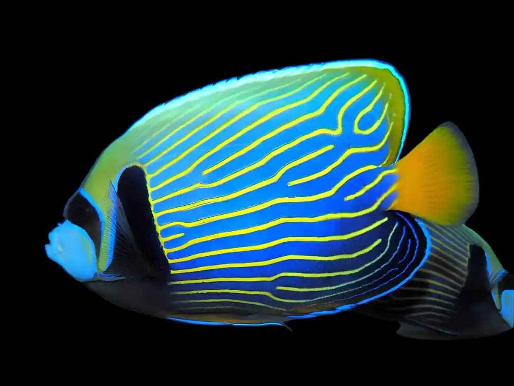 Imperator Angelfish Orange Tail Christmas Island Pomacanthus imperator