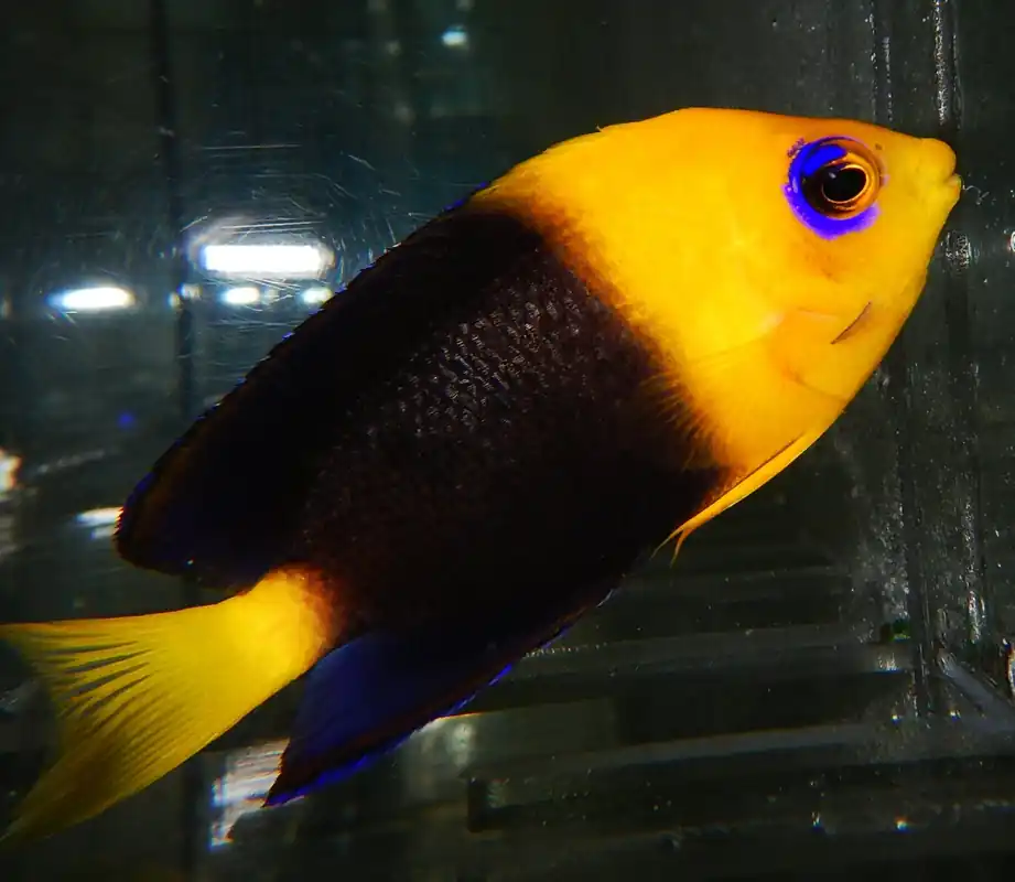 Joculator Angel; Japan – Centropyge joculator - Fish