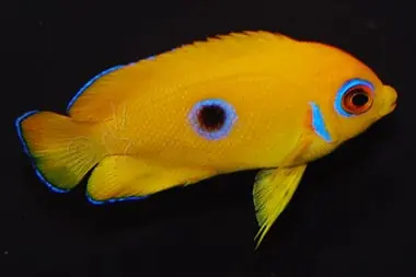Lemonpeel Angelfish Juvenile Marshall Islands Centropyge flavissima
