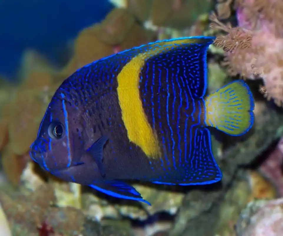 Maculosus Angelfish Changing Phase Africa