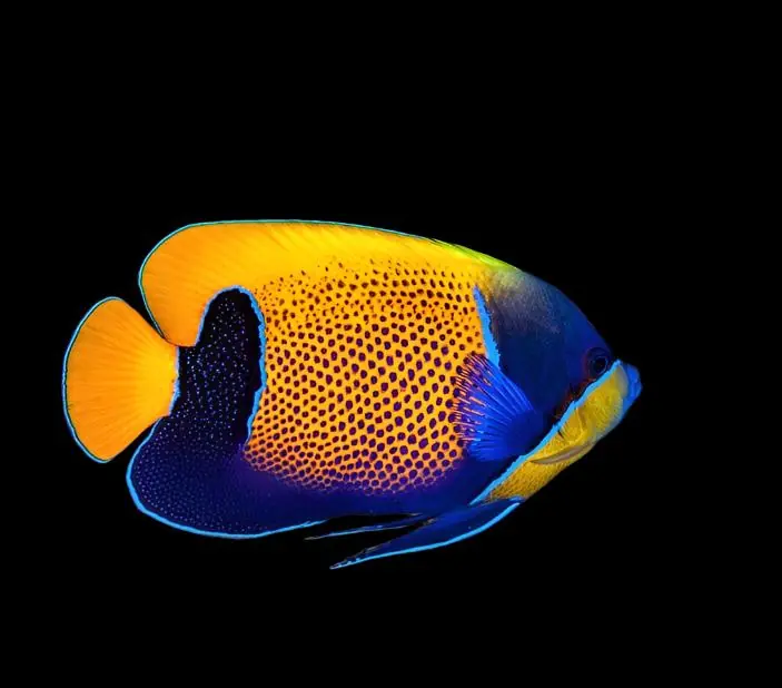 Majestic Angelfish Pomacanthus navarchus