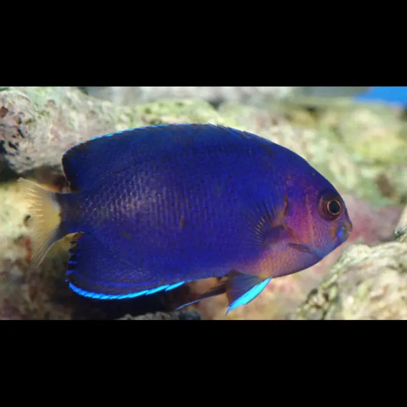 Pacific Pygmy Angelfish Centropyge flavicauda