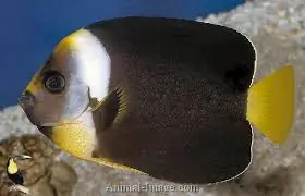 Personifer Angelfish Female Australia Chaetodontoplus meredithi