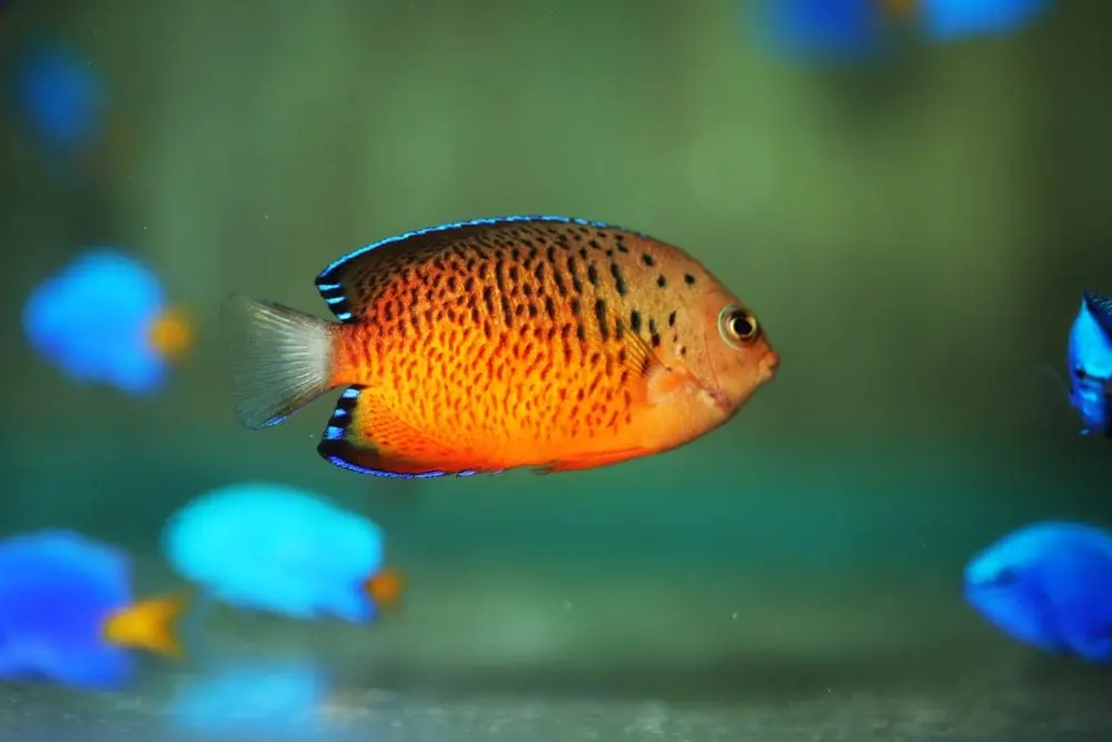 Rusty Angelfish Centropyge ferrugatus
