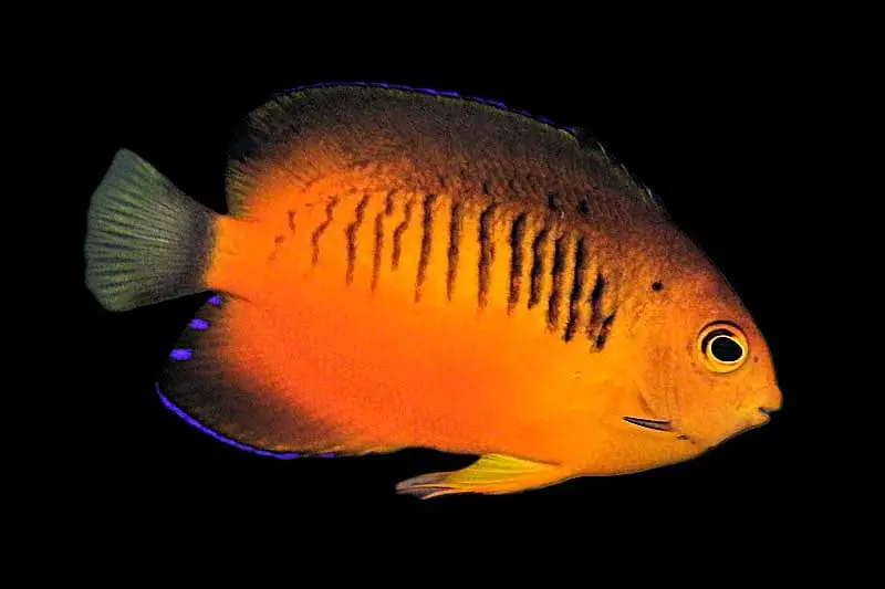 Shepardi Angelfish - Centropyge shepardi