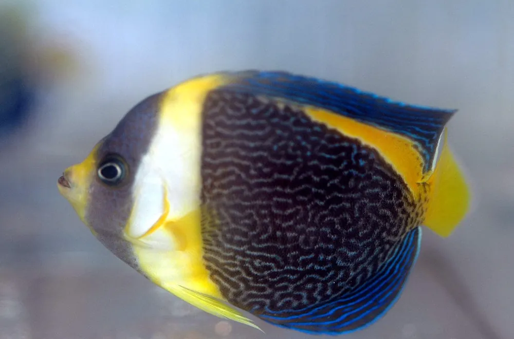 Scribbled Angelfish Australia Chaetodontoplus duboulayi