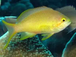 Huchtii Anthias; Female; Sol. - Pseudanthias huchtii