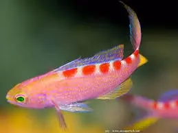 Flavoguttatus Anthias Pseudanthias flavoguttatus - Fish