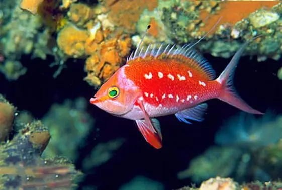Japanese Sacura Anthias – Sacura margaritacea - Fish