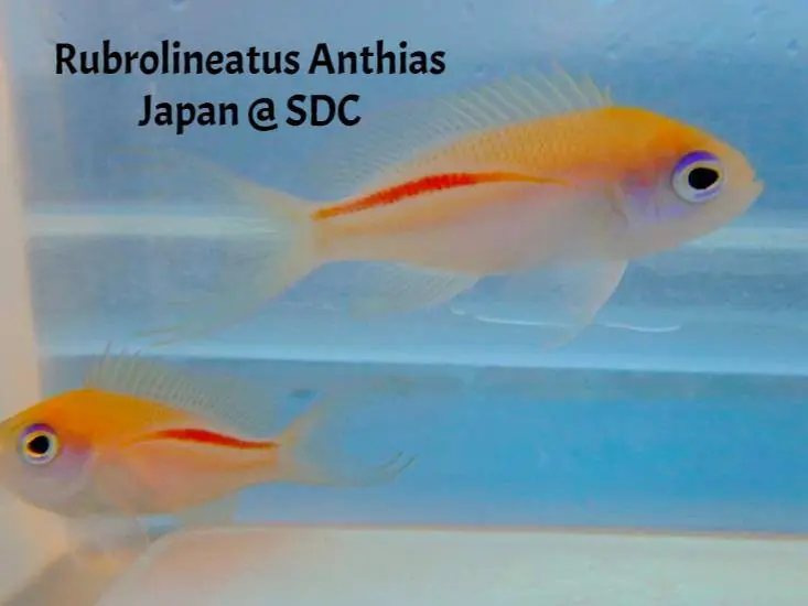 Rubrolineatus Anthias; Japan – Pseudanthias rubrolineatus - Fish