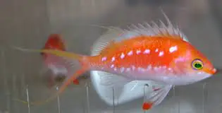 Sacura Anthias; Male; Japan - Sacura margaritace