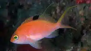 Sacura Anthias; Female; Japan - Sacura margaritace