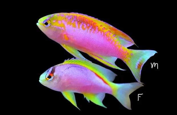 Ventralis Anthias; Female – Pseudanthias ventralis - Fish