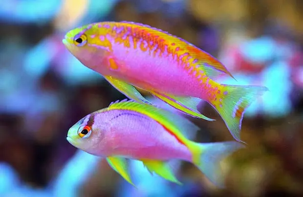 Ventralis Anthias; Female 3Lot – Pseudanthias ventralis - Fish