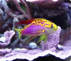 Ventralis Anthias; Male – Pseudanthias ventralis - Fish