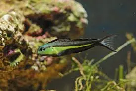 Bundoon Blenny Meiacanthus bundoon - Fish