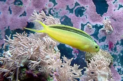 Canary Blenny Yellow Green Meiacanthus sp. - Fish