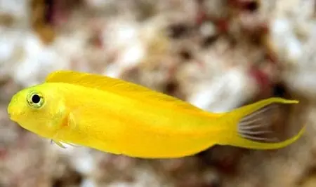 Canary Blenny: Yellow; Tonga – Meiacanthus ovalaunensis - Fish