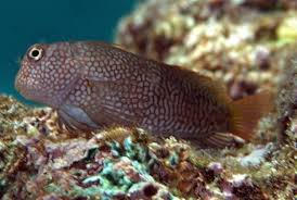 Ember Blenny Cirripectes stigmaticus - Fish