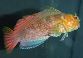 Ember Blenny Super Male; Fiji – Cirripectus stigmaticus - Fish