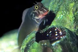 Horseface Blenny Hawaii Entomacrodus marmoratus - Fish
