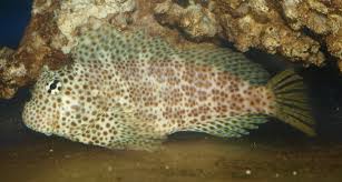 Red Sailfin Blenny Hawaii Exallias brevis - Fish