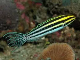 Striped Cateye Zebra Blenny Meiacanthus grammiste - Fish