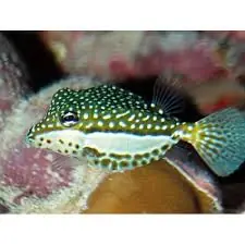 Whitley Boxfish; Female – Ostracion whitleyi